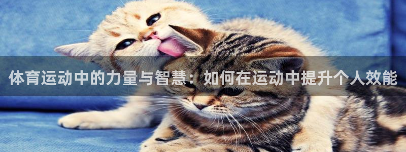 体育运动中的力量与智慧：如何在运动中提升个人效能